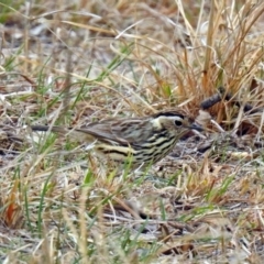 Pyrrholaemus sagittatus (Speckled Warbler) at Tennent, ACT - 5 Sep 2019 by RodDeb