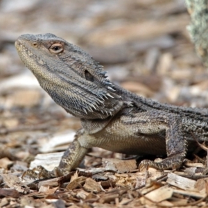 Pogona barbata at Tennent, ACT - suppressed