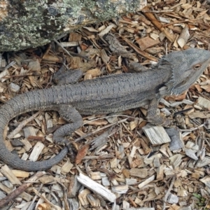 Pogona barbata at Tennent, ACT - suppressed