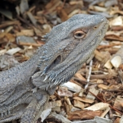 Pogona barbata at Tennent, ACT - 5 Sep 2019