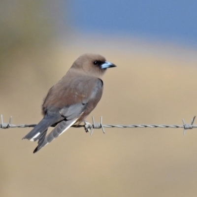 Artamus cyanopterus cyanopterus (Dusky Woodswallow) at Gordon, ACT - 5 Sep 2019 by RodDeb