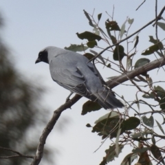 Coracina novaehollandiae (Black-faced Cuckooshrike) at Tharwa Bridge - 5 Sep 2019 by RodDeb