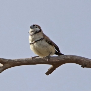 Stizoptera bichenovii at Gordon, ACT - 5 Sep 2019