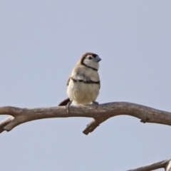 Stizoptera bichenovii at Gordon, ACT - 5 Sep 2019