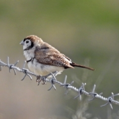 Stizoptera bichenovii at Gordon, ACT - 5 Sep 2019