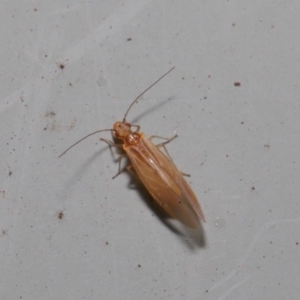 Psocodea 'Psocoptera' sp. (order) at Hackett, ACT - 3 Sep 2019 12:01 PM