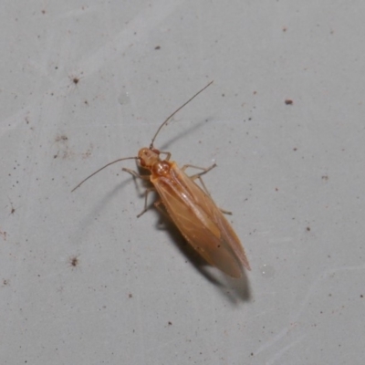 Psocodea 'Psocoptera' sp. (order) (Unidentified plant louse) at Hackett, ACT - 3 Sep 2019 by TimL