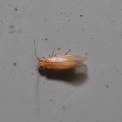 Psocodea 'Psocoptera' sp. (order) at Hackett, ACT - 3 Sep 2019