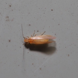 Psocodea 'Psocoptera' sp. (order) at Hackett, ACT - 3 Sep 2019 12:01 PM