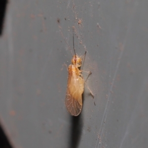 Psocodea 'Psocoptera' sp. (order) at Hackett, ACT - 3 Sep 2019