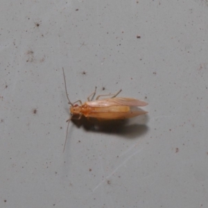 Psocodea 'Psocoptera' sp. (order) at Hackett, ACT - 3 Sep 2019