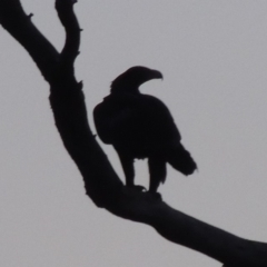 Aquila audax (Wedge-tailed Eagle) at Denman Prospect, ACT - 1 Sep 2019 by MichaelBedingfield