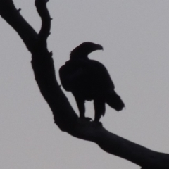 Aquila audax (Wedge-tailed Eagle) at Denman Prospect, ACT - 31 Aug 2019 by michaelb