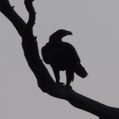 Aquila audax (Wedge-tailed Eagle) at Molonglo River Reserve - 31 Aug 2019 by michaelb