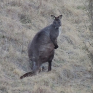 Osphranter robustus at Molonglo River Reserve - 1 Sep 2019