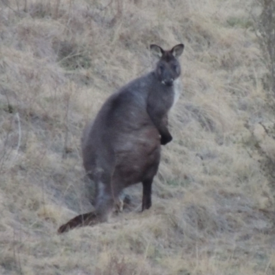 Osphranter robustus robustus (Eastern Wallaroo) at Molonglo Valley, ACT - 1 Sep 2019 by MichaelBedingfield