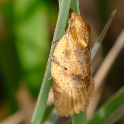 Merophyas divulsana (Lucerne Leafroller) at Molonglo River Reserve - 5 Sep 2019 by Kurt