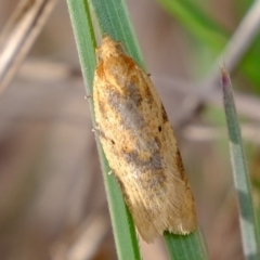 Merophyas divulsana at Molonglo River Reserve - 5 Sep 2019