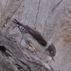 Daphoenositta chrysoptera (Varied Sittella) at Dunlop, ACT - 5 Sep 2019 by Kurt