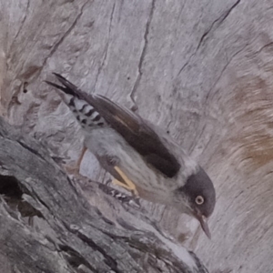 Daphoenositta chrysoptera at Molonglo River Reserve - 5 Sep 2019