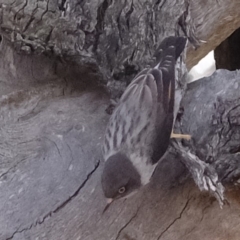 Daphoenositta chrysoptera at Molonglo River Reserve - 5 Sep 2019