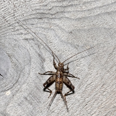 Zaclotathra oligoneura (A cricket) at Rosedale, NSW - 30 Aug 2019 by jbromilow50