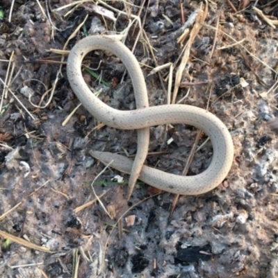 Lialis burtonis (Burton's Snake-lizard) at Denman Prospect, ACT - 11 Aug 2019 by sykesds