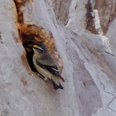 Pardalotus striatus (Striated Pardalote) at Kama - 5 Sep 2019 by Kurt