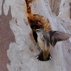 Pardalotus striatus at Molonglo River Reserve - 6 Sep 2019 09:47 AM