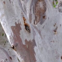 Pardalotus striatus at Molonglo River Reserve - 6 Sep 2019 09:47 AM