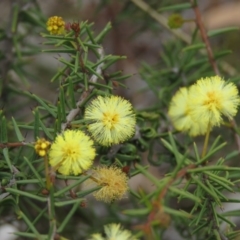 Acacia ulicifolia at Fadden, ACT - 6 Sep 2019