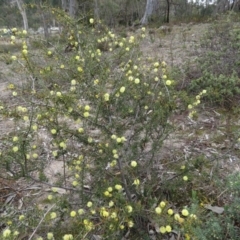 Acacia ulicifolia at Fadden, ACT - 6 Sep 2019