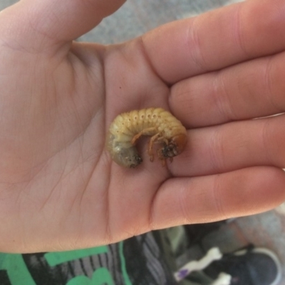 Scarabaeidae (family) (Scarab beetle, curl grub) at Pambula Preschool - 5 Sep 2019 by elizabethgleeson