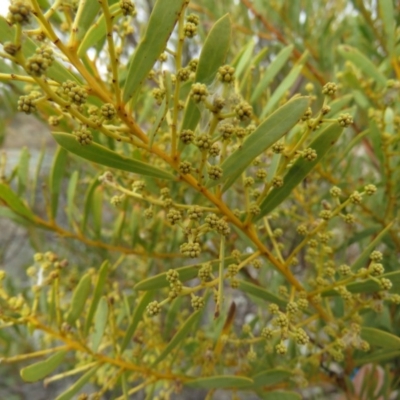 Acacia decora (Showy Wattle) at Tuggeranong DC, ACT - 6 Sep 2019 by KumikoCallaway