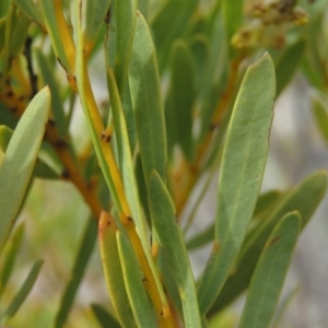 Acacia decora at Tuggeranong DC, ACT - 6 Sep 2019 10:11 AM