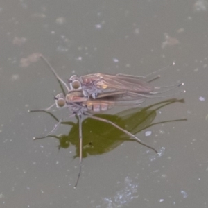 Ephydridae sp. (family) at Fyshwick, ACT - 6 Sep 2019