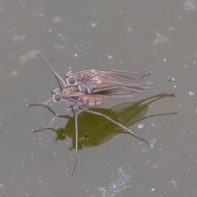 Ephydridae sp. (family) (Shore Flies) at Fyshwick, ACT - 6 Sep 2019 by rawshorty