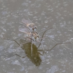 Ephydridae sp. (family) at Fyshwick, ACT - 6 Sep 2019