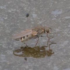 Ephydridae sp. (family) at Fyshwick, ACT - 6 Sep 2019