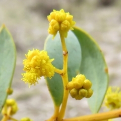 Acacia buxifolia subsp. buxifolia (Box-leaf Wattle) at Fadden, ACT - 6 Sep 2019 by KumikoCallaway