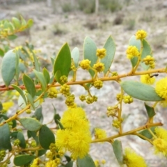 Acacia buxifolia subsp. buxifolia at Fadden, ACT - 6 Sep 2019 10:20 AM