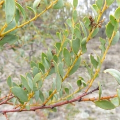 Acacia buxifolia subsp. buxifolia at Fadden, ACT - 6 Sep 2019 10:20 AM