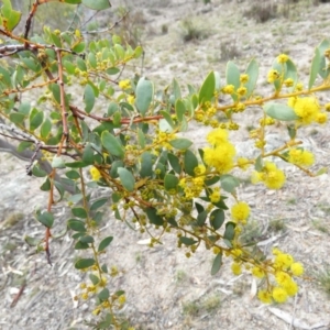 Acacia buxifolia subsp. buxifolia at Fadden, ACT - 6 Sep 2019 10:20 AM