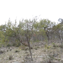 Acacia buxifolia subsp. buxifolia at Fadden, ACT - 6 Sep 2019 10:20 AM