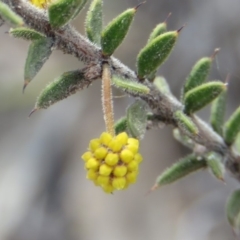 Acacia gunnii (Ploughshare Wattle) at Fadden, ACT - 6 Sep 2019 by KumikoCallaway