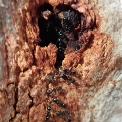 Anonychomyrma sp. (genus) (Black Cocktail Ant) at Aranda Bushland - 6 Sep 2019 by CathB