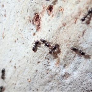 Anonychomyrma sp. (genus) at Aranda, ACT - 6 Sep 2019