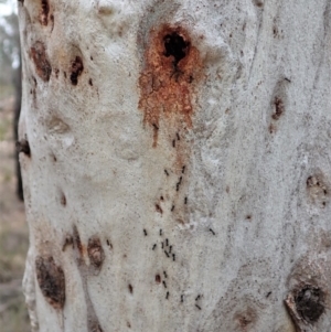 Anonychomyrma sp. (genus) at Aranda, ACT - 6 Sep 2019