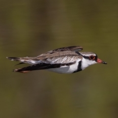 Charadrius melanops (Black-fronted Dotterel) at Fyshwick, ACT - 6 Sep 2019 by rawshorty