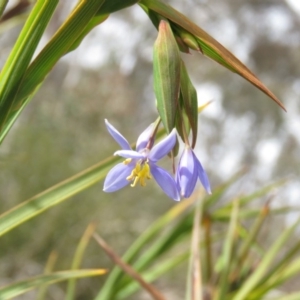 Stypandra glauca at Fadden, ACT - 6 Sep 2019